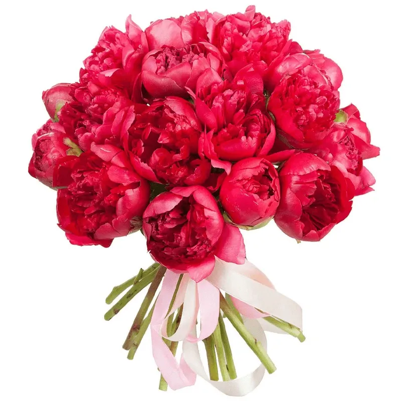 Пионы красные